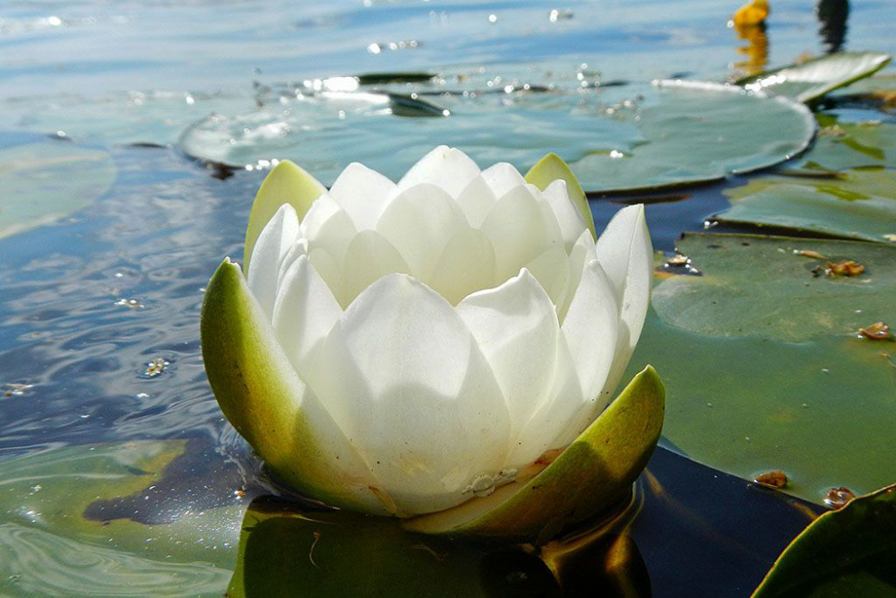 Тайна водяной лилии, фото 1 Тайна водяной лилии, фото 1