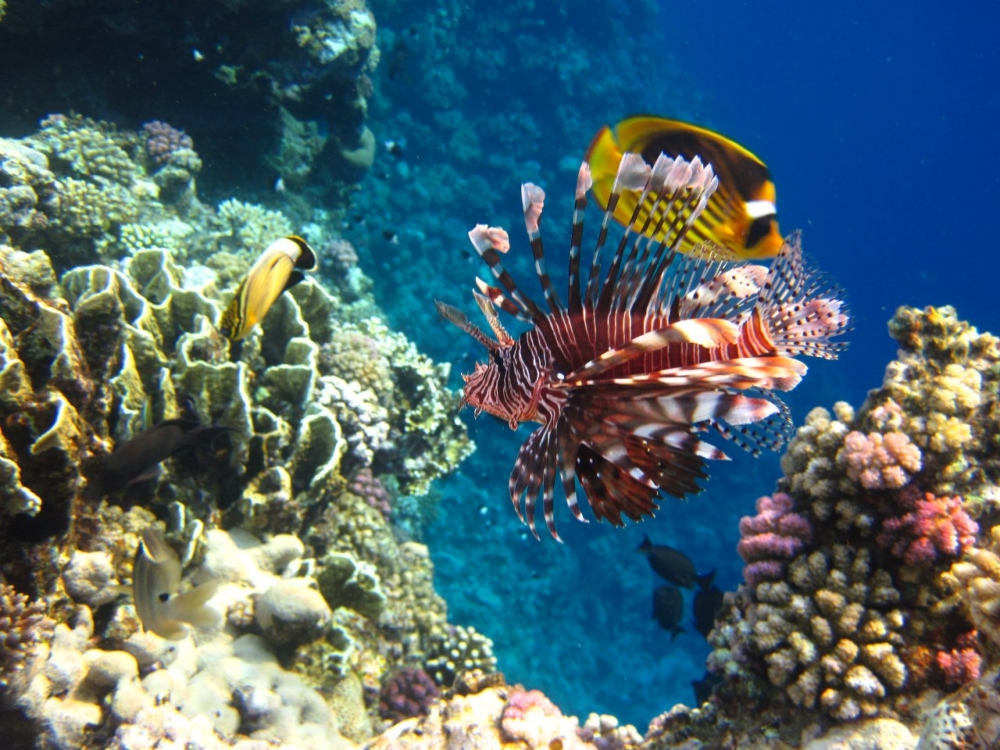 Удивительный мир Красного моря, фото 42