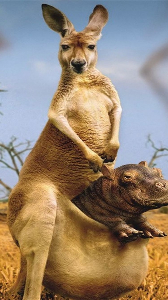 Братья наши меньшие, фото 1 Братья наши меньшие, фото 1