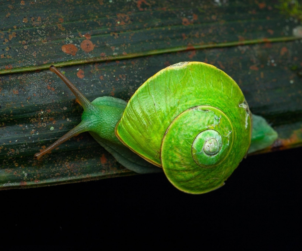 Удивительная красота улиток, фото 9 Удивительная красота улиток, фото 9