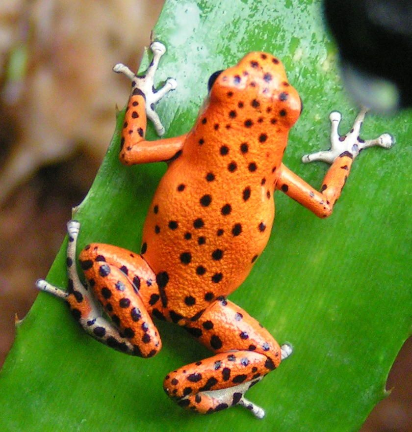 Царевна-лягушка, фото 9 Царевна-лягушка, фото 9