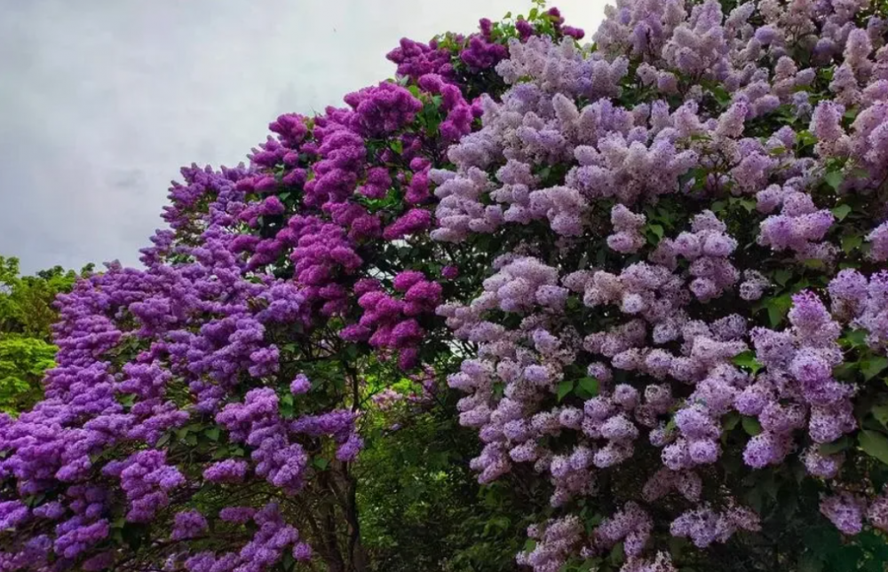 Прекрасная сирень, фото 8 Прекрасная сирень, фото 8