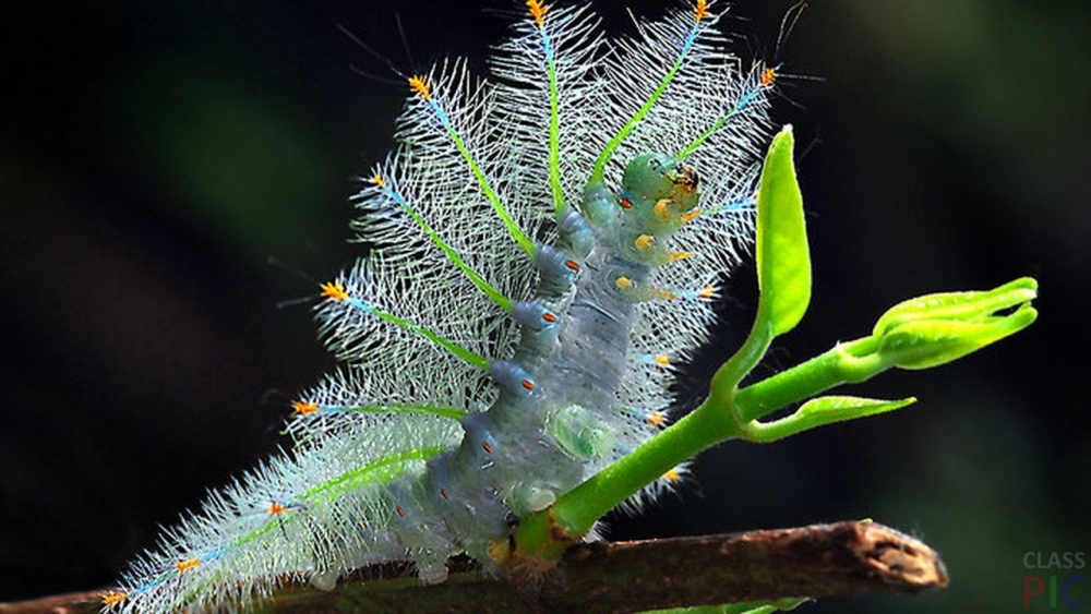 Гусеницы-модницы, фото 9 Гусеницы-модницы, фото 9