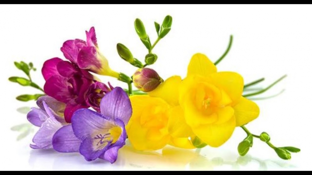 Волшебство нежной фрезии, фото 9