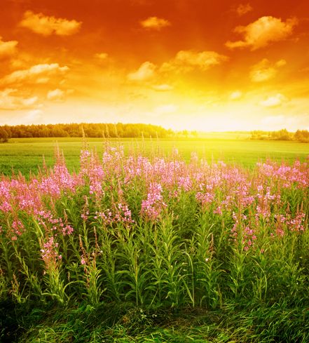 Лето, лето, васильки в букетах), фото 9