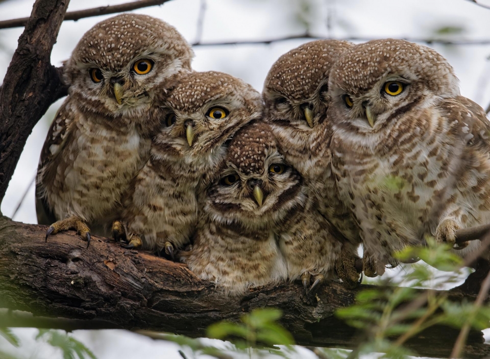 Совы... они такие... совы..., фото 9 Совы... они такие... совы..., фото 9