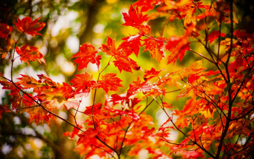 Листья золотой осени, фото 9 Листья золотой осени, фото 9