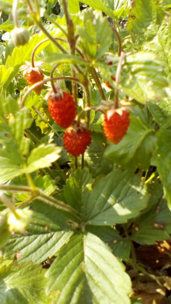 Свидание с природой, фото 10 Свидание с природой, фото 10