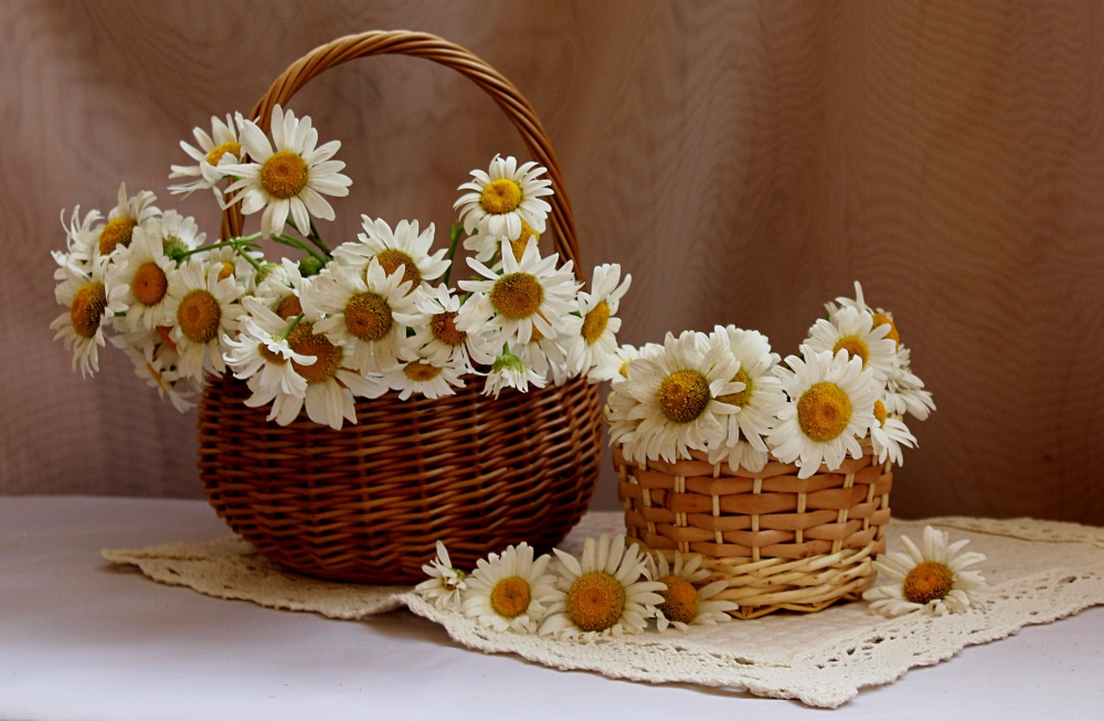 Ромашки в природе, в вазах, корзинках - много фото, фото 9 Ромашки в природе, в вазах, корзинках - много фото, фото 9