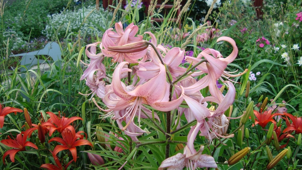 Лето в калейдоскопе ярких лилий., фото 12