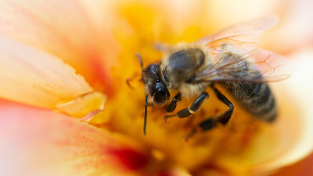 Обои насекомые (1), фото 10 Обои насекомые (1), фото 10