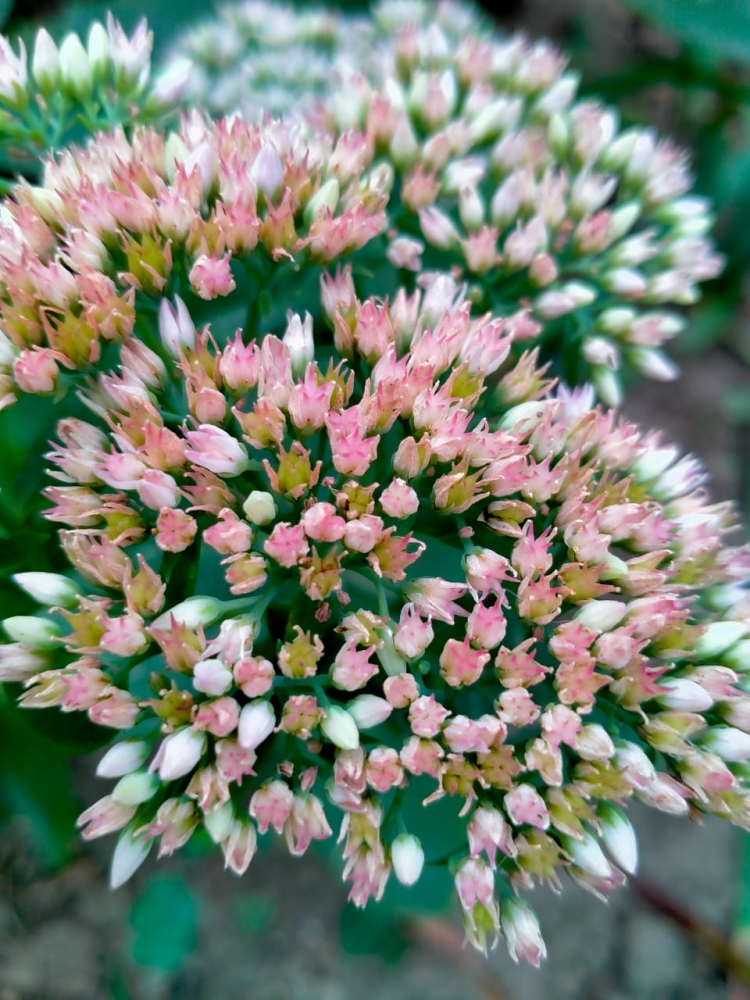 Любые цветы хороши, фото 1