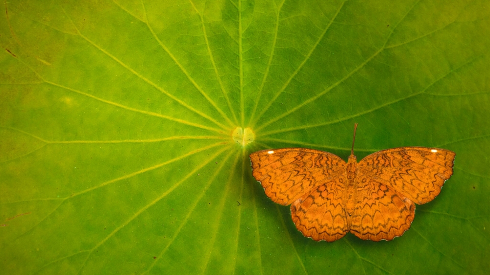 Обои насекомые (2), фото 9 Обои насекомые (2), фото 9