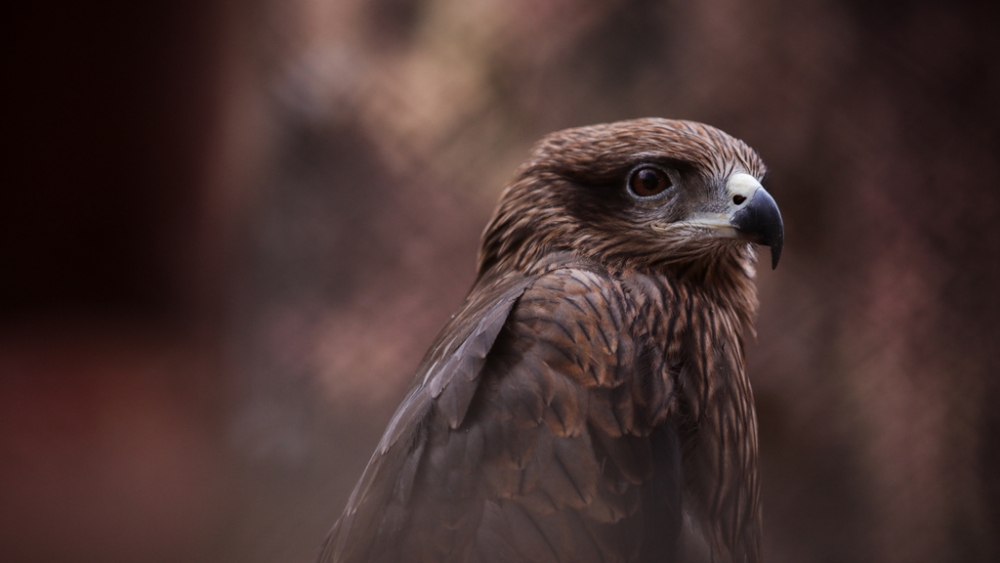 Обои птицы (2), фото 10 Обои птицы (2), фото 10