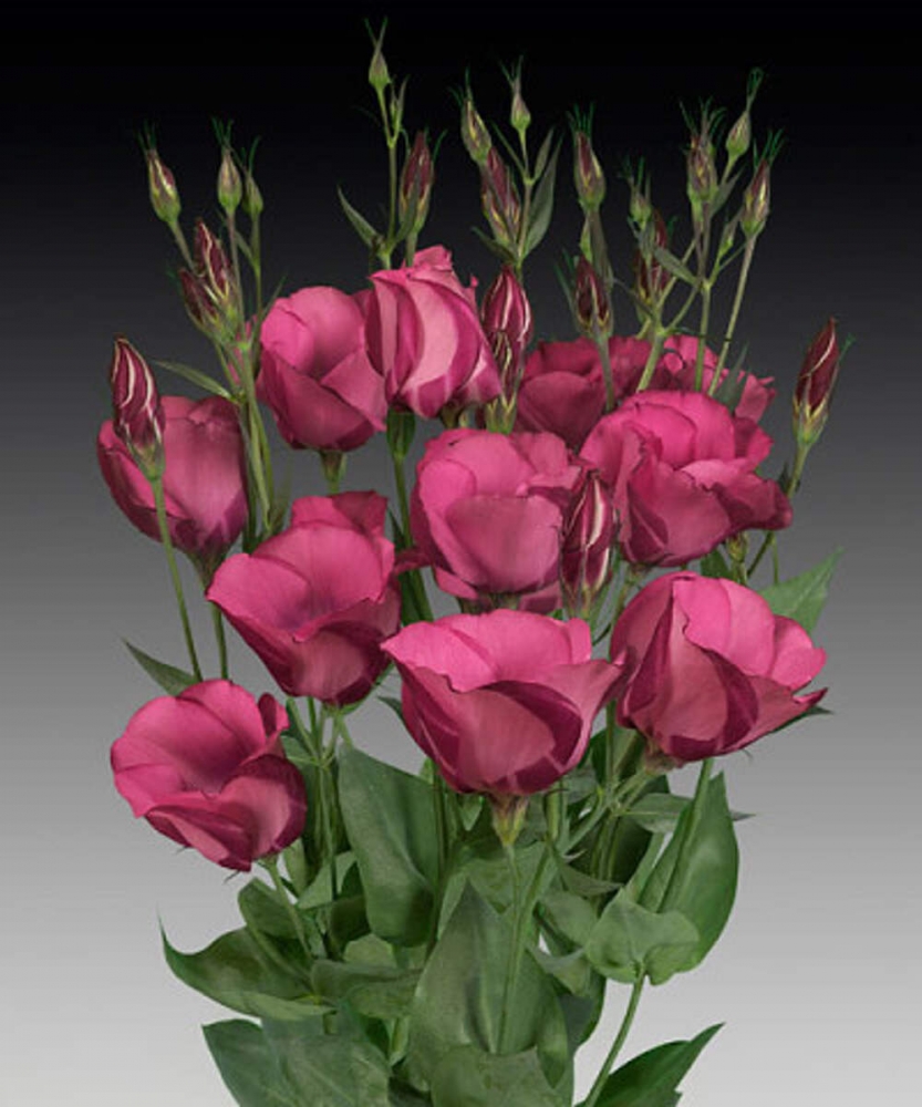 Красавица эустома, фото 9