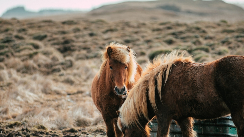 Обои лошади, фото 9 Обои лошади, фото 9