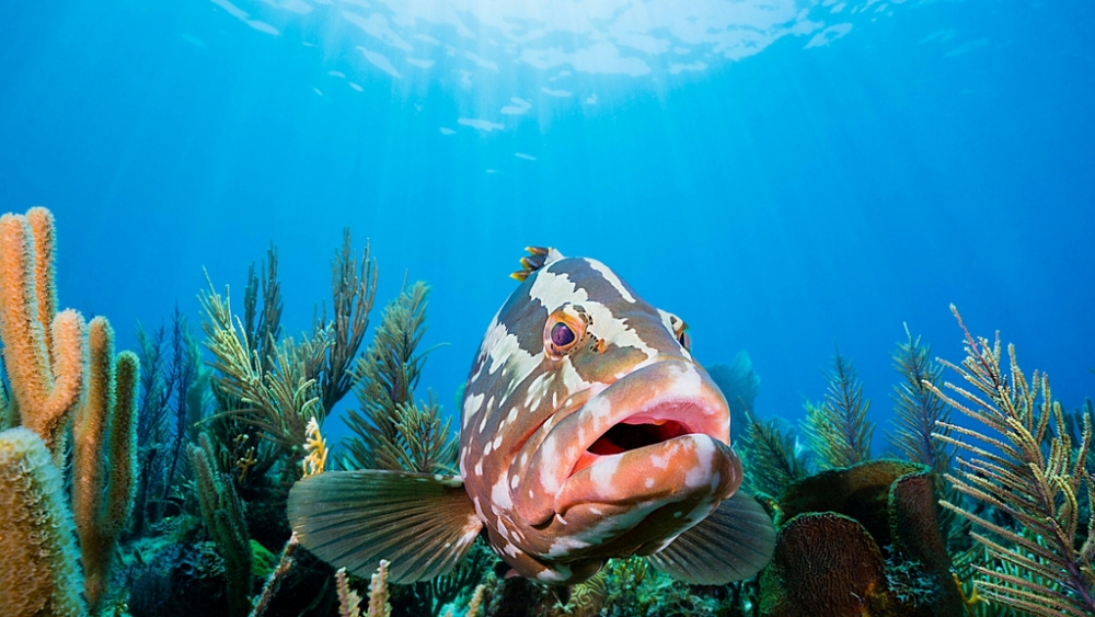 Обои мир моря (1), фото 9 Обои мир моря (1), фото 9