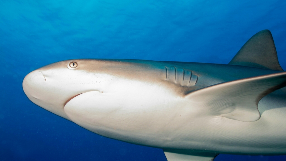 Обои мир моря (2), фото 9 Обои мир моря (2), фото 9