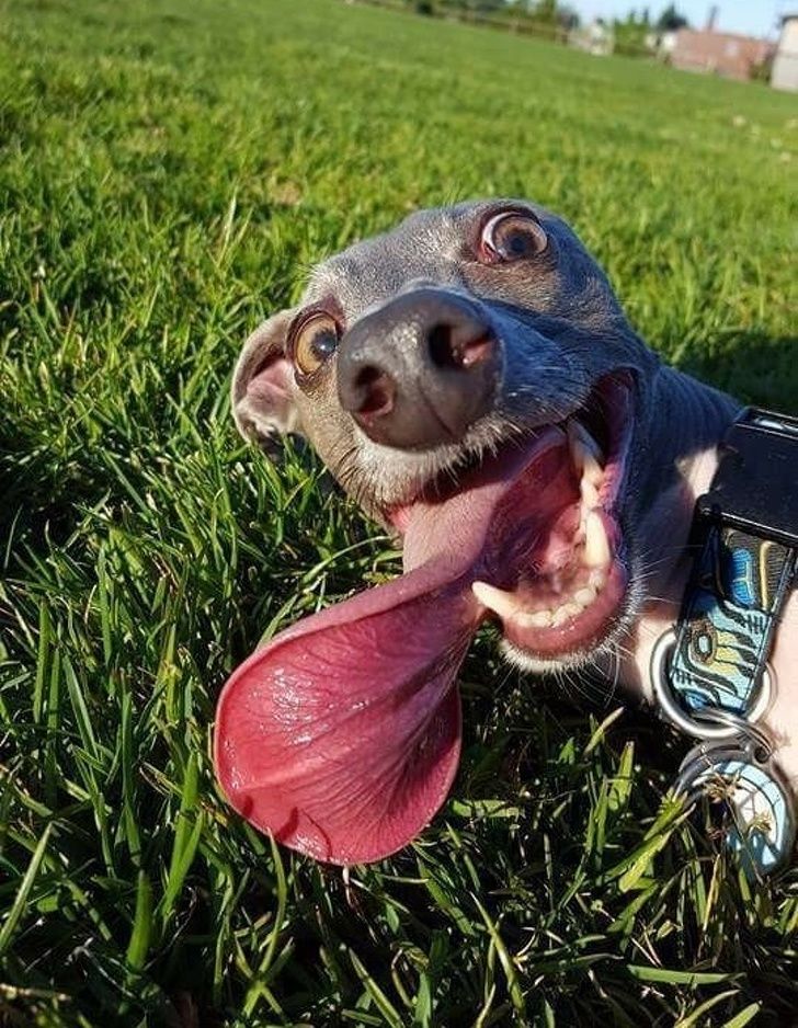 Братья наши меньшие, фото 20 Братья наши меньшие, фото 20