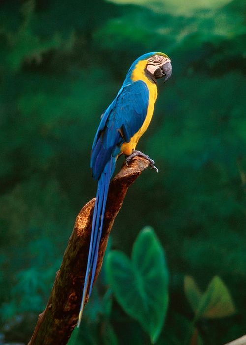 Обои с животными. Мир птиц: попугаи 🦜 , фото 30 Обои с животными. Мир птиц: попугаи 🦜 , фото 30