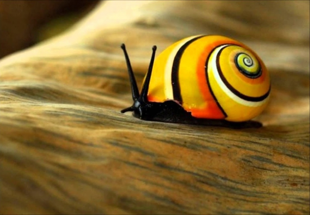 Удивительная красота улиток, фото 10 Удивительная красота улиток, фото 10