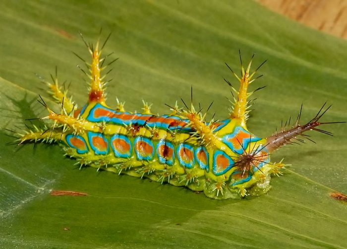 Гусеницы-модницы, фото 10 Гусеницы-модницы, фото 10