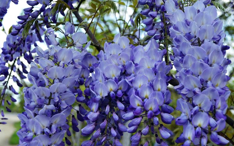 Невероятная глициния, фото 10