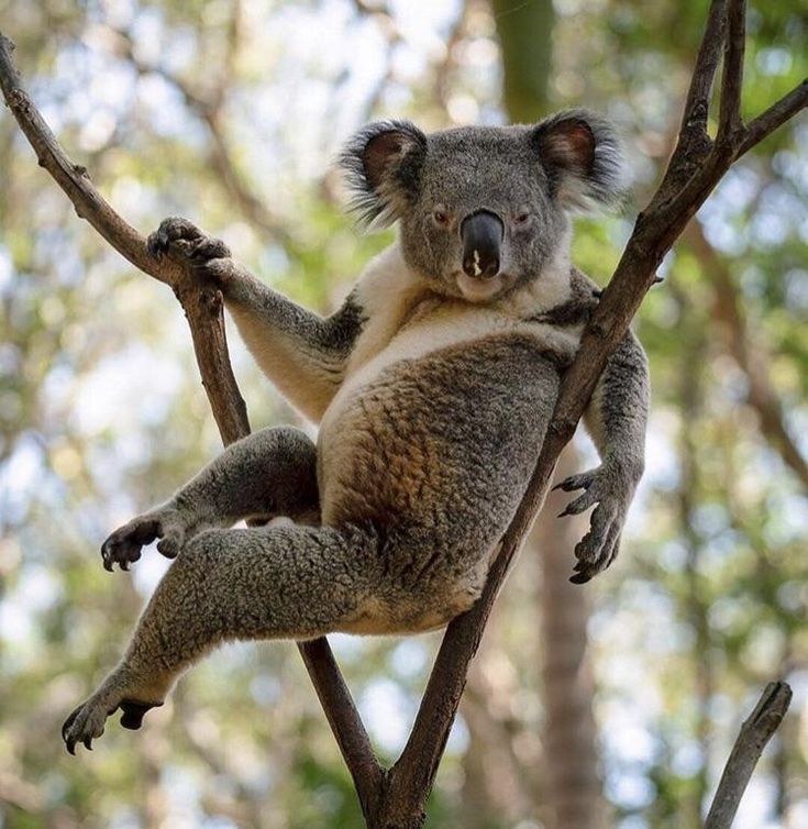 Коала - удивительная милашка!, фото 10 Коала - удивительная милашка!, фото 10