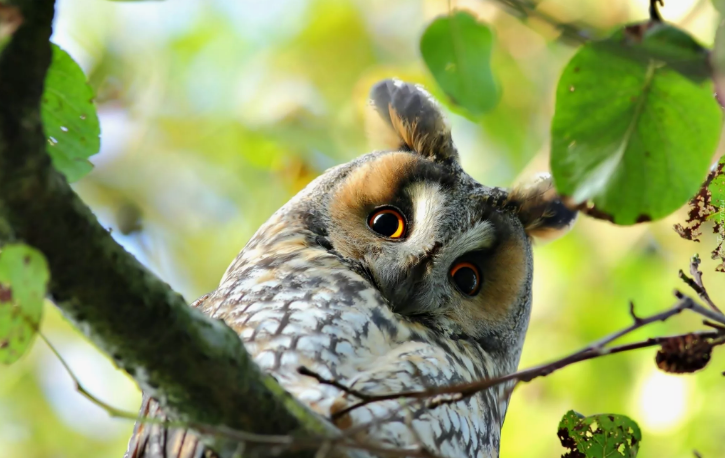 Совы... они такие... совы..., фото 10 Совы... они такие... совы..., фото 10