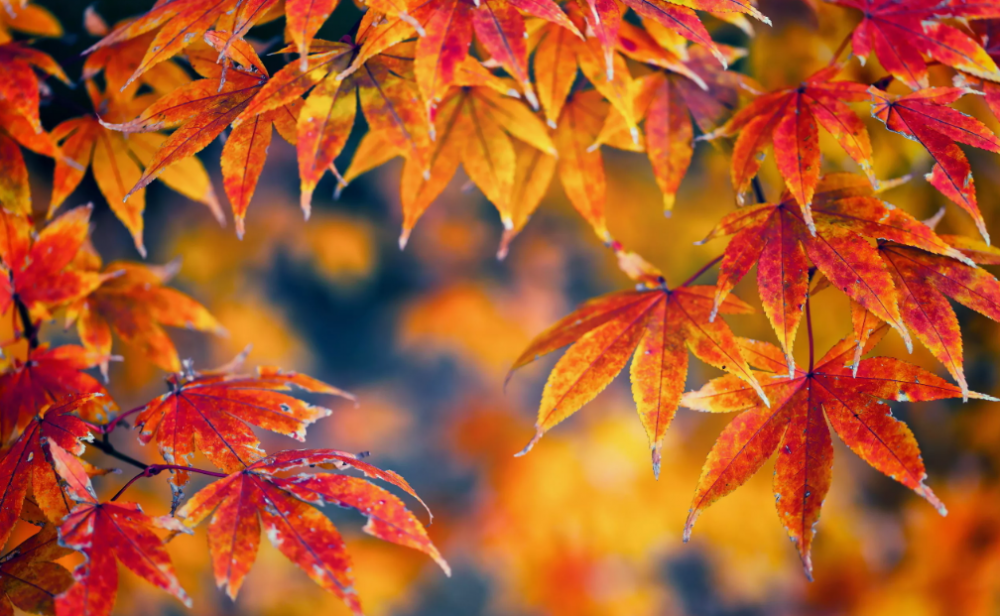 Листья золотой осени, фото 10 Листья золотой осени, фото 10