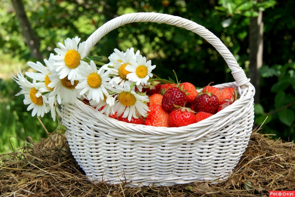 Ромашки в природе, в вазах, корзинках - много фото, фото 10 Ромашки в природе, в вазах, корзинках - много фото, фото 10