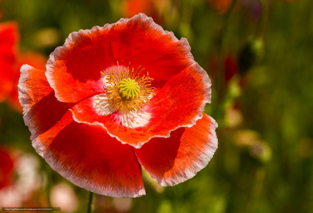 Мак – символ радости и вечной любви. , фото 10