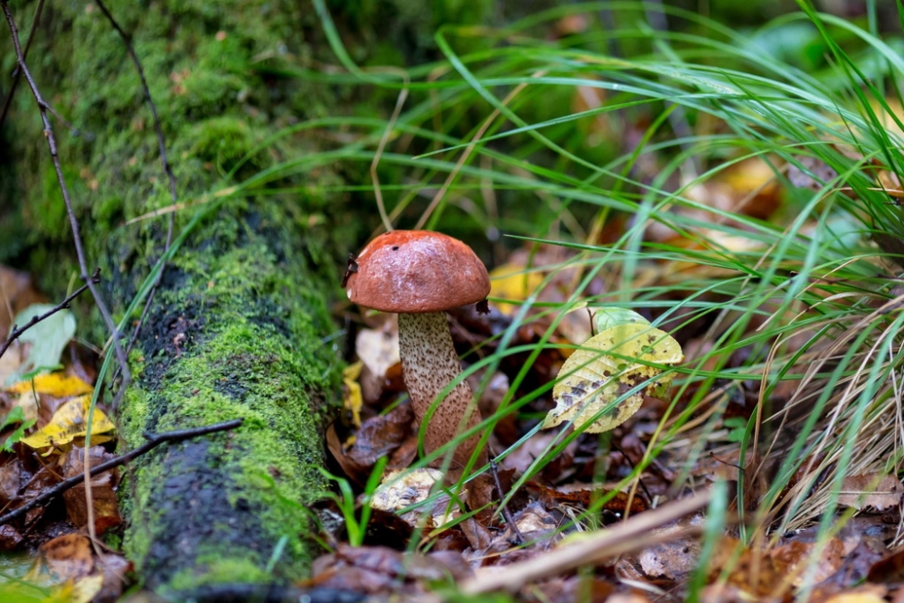 Обои с грибами, фото 11 Обои с грибами, фото 11