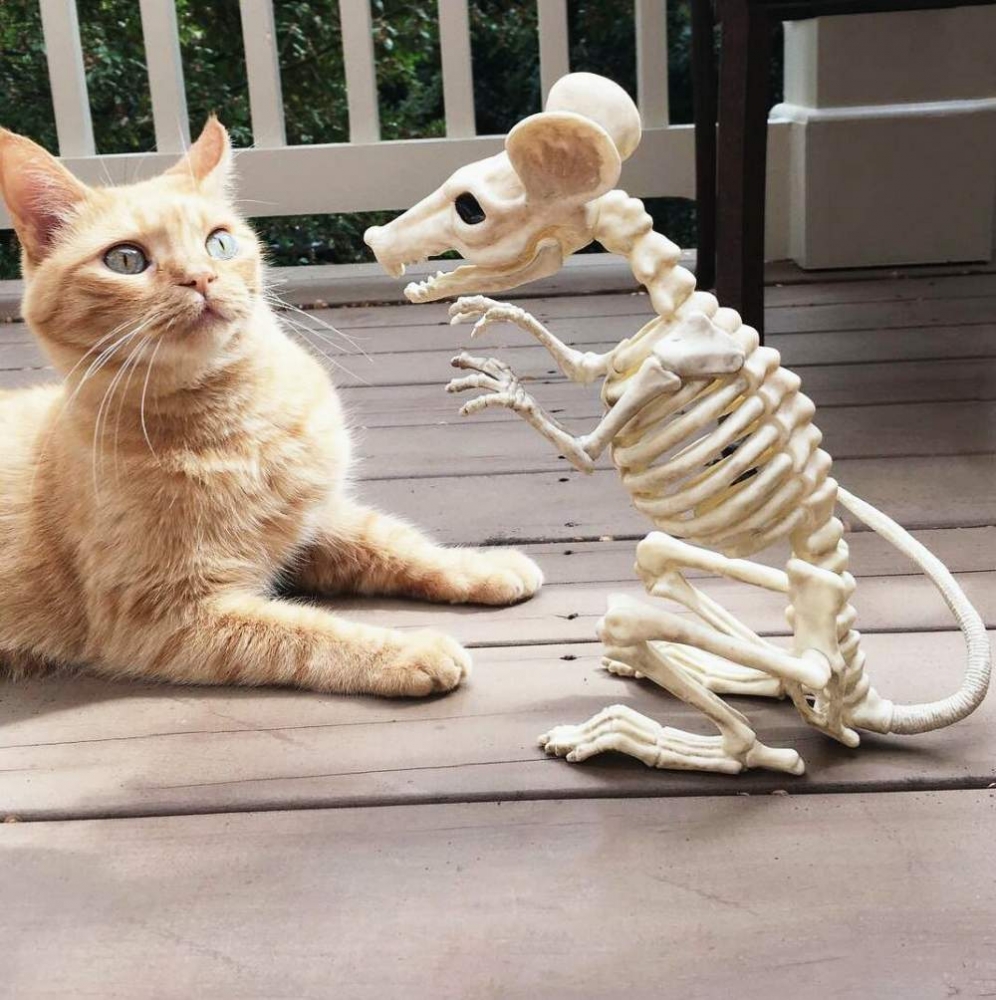 Фото смешных животных, фото 10 Фото смешных животных, фото 10