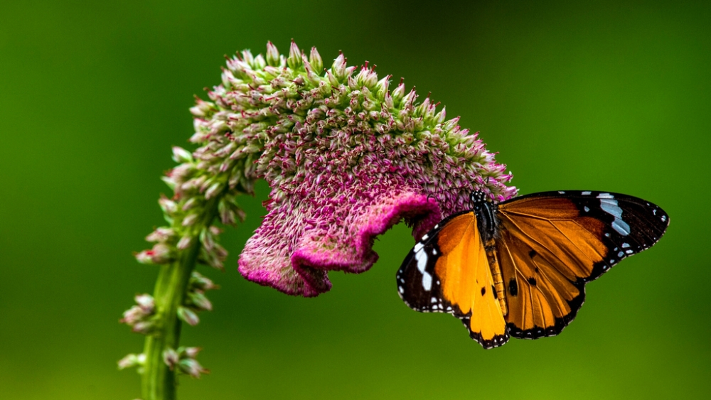 Обои насекомые (2), фото 10 Обои насекомые (2), фото 10