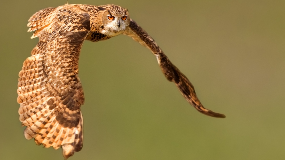 Обои птицы (1), фото 10 Обои птицы (1), фото 10