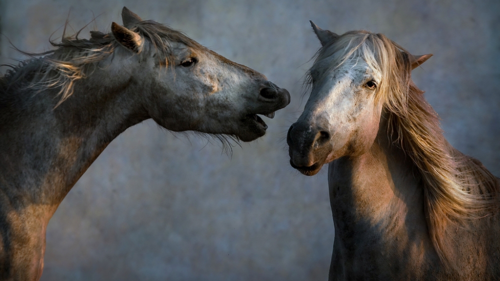 Обои лошади, фото 10 Обои лошади, фото 10