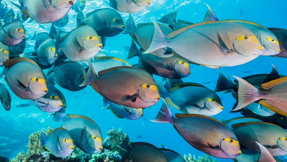 Обои мир моря (1), фото 10 Обои мир моря (1), фото 10