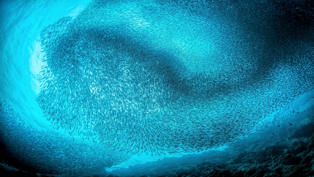 Обои мир моря (2), фото 10 Обои мир моря (2), фото 10