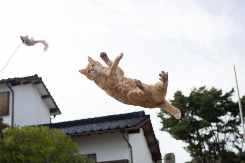 Просто веселые и милые картинки с животными, фото 11