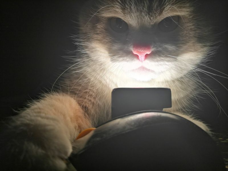 Просто веселые и милые картинки с животными, фото 12