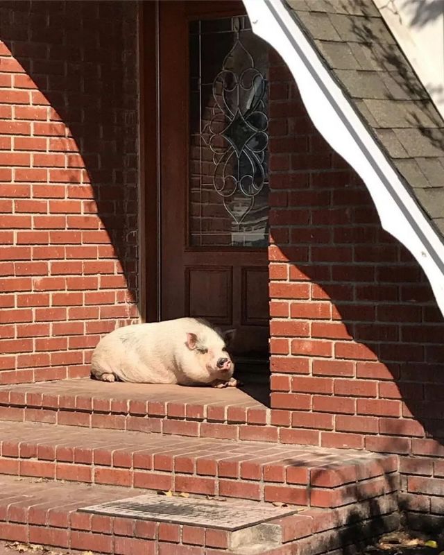 Просто веселые и милые картинки с животными, фото 14