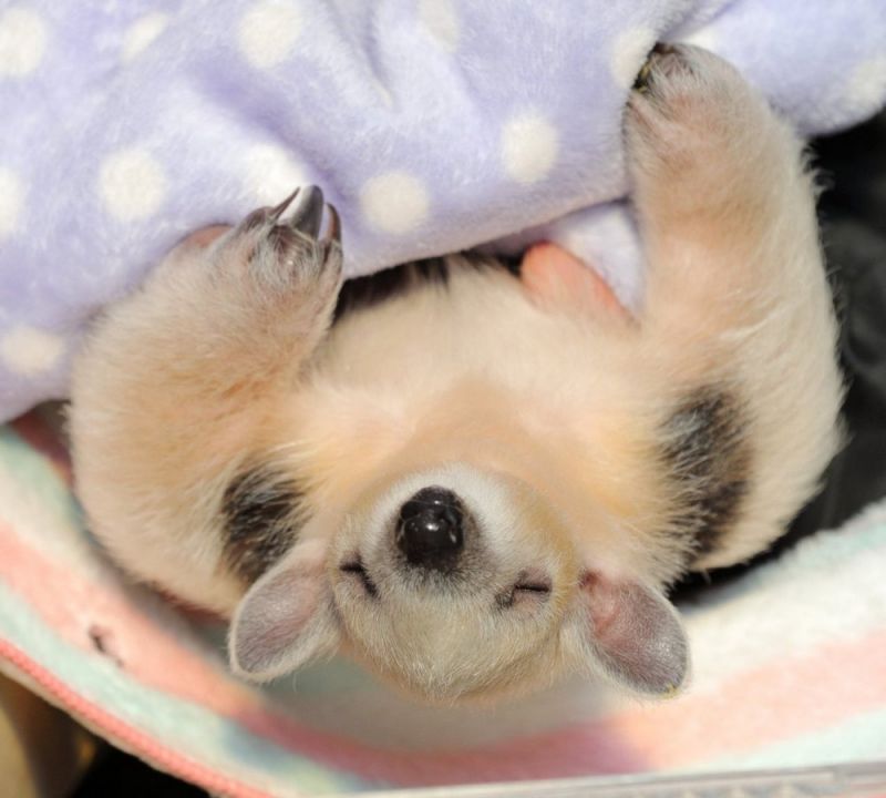 Просто веселые и милые картинки с животными, фото 18