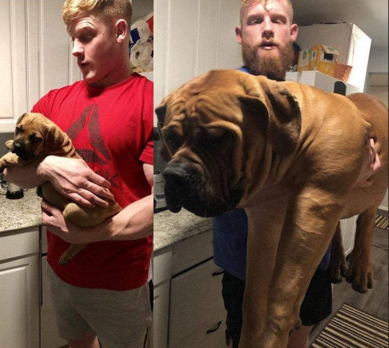 Просто веселые и милые картинки с животными, фото 1