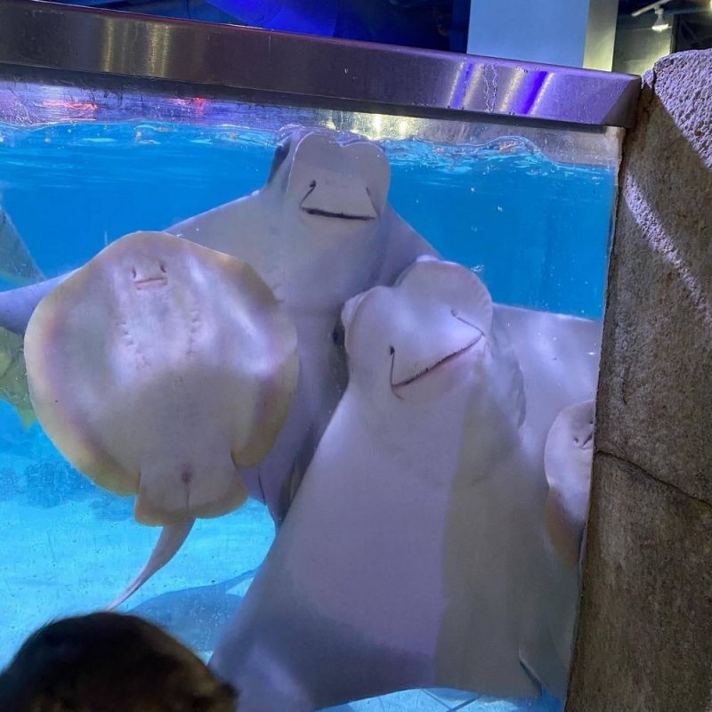 Просто веселые и милые картинки с животными, фото 7