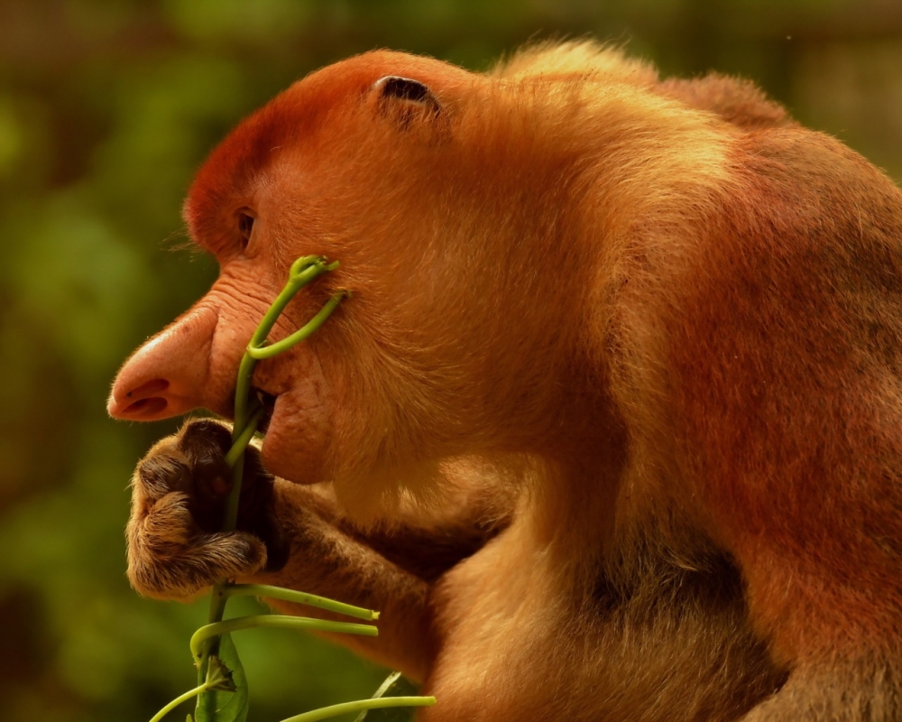 Обьезьяна носач - мартышка с носом и пивным животиком, фото 3