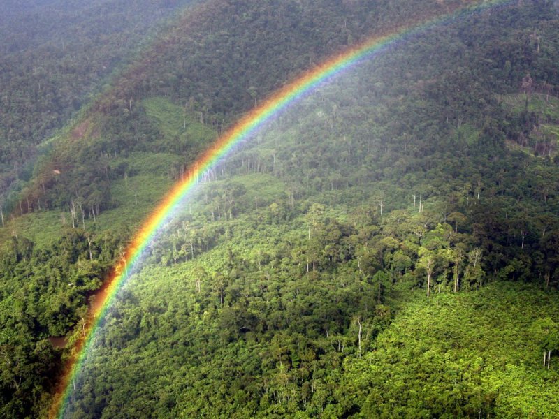 Лесное настроение. Обои и заставки с лесом., фото 11