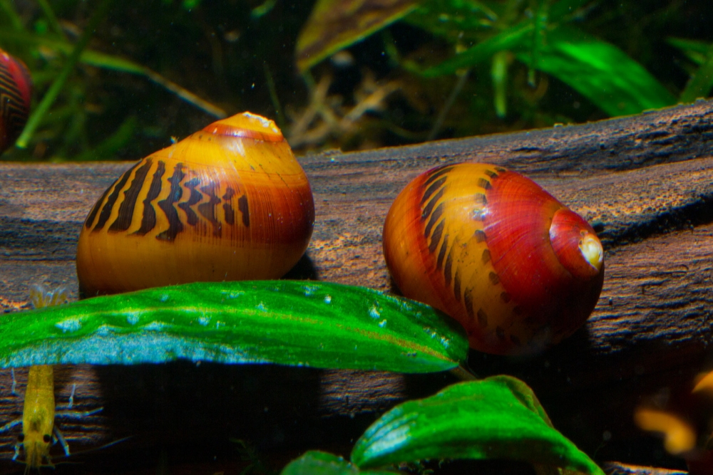 Удивительная красота улиток, фото 11 Удивительная красота улиток, фото 11