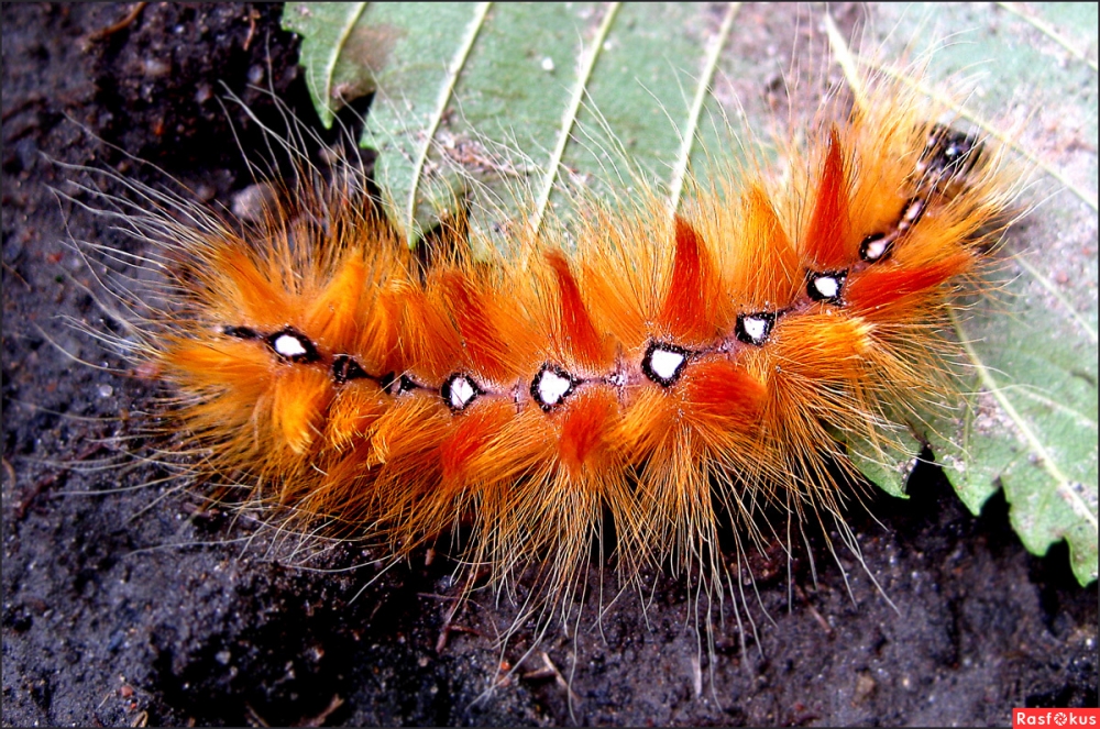 Гусеницы-модницы, фото 11 Гусеницы-модницы, фото 11