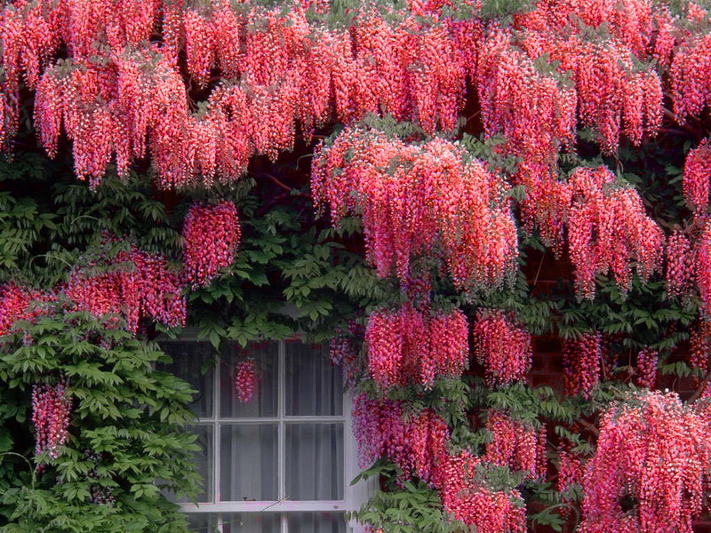 Невероятная глициния, фото 11